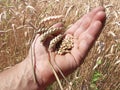 Ears and grains of wheat on a palm