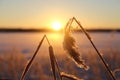 Ears of corn on the background of a beautiful winter sunset