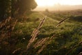 Ears of grass in the morning sun.A wheat field in the morning in the grass Royalty Free Stock Photo