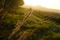 Ears of grass in the morning sun.A wheat field in the morning in the grass Royalty Free Stock Photo