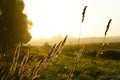 Ears of grass in the morning sun.A wheat field in the morning in the grass Royalty Free Stock Photo