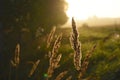 Ears of grass in the morning sun.A wheat field in the morning in the grass Royalty Free Stock Photo