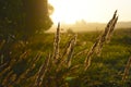 Ears of grass in the morning sun.A wheat field in the morning in the grass Royalty Free Stock Photo
