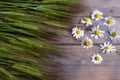 Ears of green barley and healing chamomile on table