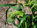 Close-up (macro) of ears of grass, wheat, rye in the sunlight. Beautiful green, with dewdrops. Royalty Free Stock Photo