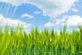 Ears of green rye with blue sky on background, natural background Royalty Free Stock Photo