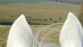 Ears of horse and herd of horses graze on summer green meadow