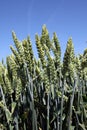 Ears of hybrid wheat Royalty Free Stock Photo