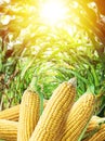 Ears of maize or corn in the sunlight. Nature background