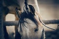 Ears, mane and closed eyes of the horse close-up Royalty Free Stock Photo