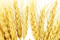 Ears of oats barley rye or wheat Royalty Free Stock Photo