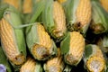 Ears of partially husked corn Royalty Free Stock Photo