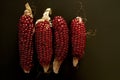 Ears of red maize Royalty Free Stock Photo