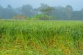 The ears of rice, mist and morning dew Royalty Free Stock Photo