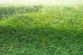 The ears of rice, mist and morning dew Royalty Free Stock Photo