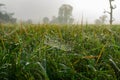 The ears of rice, mist and morning dew Royalty Free Stock Photo