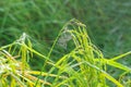 The ears of rice, mist and morning dew Royalty Free Stock Photo