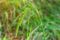 The ears of rice, mist and morning dew Royalty Free Stock Photo