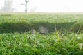 The ears of rice, mist and morning dew Royalty Free Stock Photo