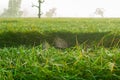 The ears of rice, mist and morning dew Royalty Free Stock Photo