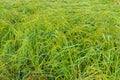 The ears of rice, mist and morning dew Royalty Free Stock Photo