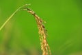 Ears of Rice Plants in Autumn or Fall Agriculture and Harvest Image