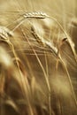 Ears of ripe barley