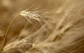 Ears of ripe barley