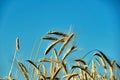 Ears of ripe corn against the background of summer sky Royalty Free Stock Photo