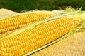 Ears of ripe corn on the sacking Royalty Free Stock Photo