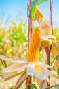 Ears of ripe corn on truks plants with blurred Royalty Free Stock Photo