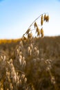 ears of ripe oats on the summer field Royalty Free Stock Photo