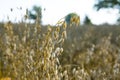 ears of ripe oats on the summer field Royalty Free Stock Photo