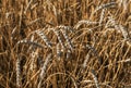 Ears of ripe wheat