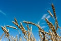 Ears of ripe wheat against a blue sky Royalty Free Stock Photo