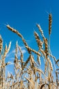 Ears of ripe wheat against a blue sky Royalty Free Stock Photo