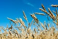 Ears of ripe wheat against a blue sky Royalty Free Stock Photo