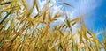 Ears of ripe wheat against the blue sky. Wide photo Royalty Free Stock Photo