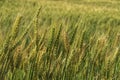 Ears of ripe wheat on an agricultural field close-up Royalty Free Stock Photo