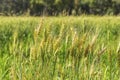 Ears of ripe wheat on an agricultural field close-up Royalty Free Stock Photo