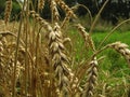 Ears of ripe wheat on the edge of the field close-up Royalty Free Stock Photo