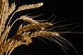 Ears ripe wheat black background Royalty Free Stock Photo