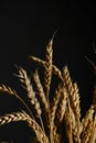Ears ripe wheat black background Royalty Free Stock Photo