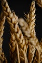 Ears ripe wheat black background Royalty Free Stock Photo