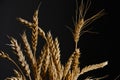 Ears ripe wheat black background Royalty Free Stock Photo