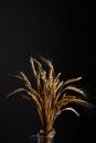 Ears ripe wheat black background Royalty Free Stock Photo