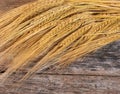 Ears of ripe wheat close up Royalty Free Stock Photo