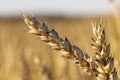 Ears of ripe wheat close up on the background of a large wheat field, harvest concept Royalty Free Stock Photo