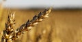 Ears of ripe wheat close-up on a blurred background of a large wheat field, selective focus Royalty Free Stock Photo