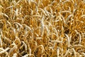 Ears of ripe wheat close up in field Royalty Free Stock Photo